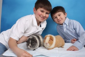 guinea pig, veterinary, veterinarian, Animal hospital, guinea pig vet
