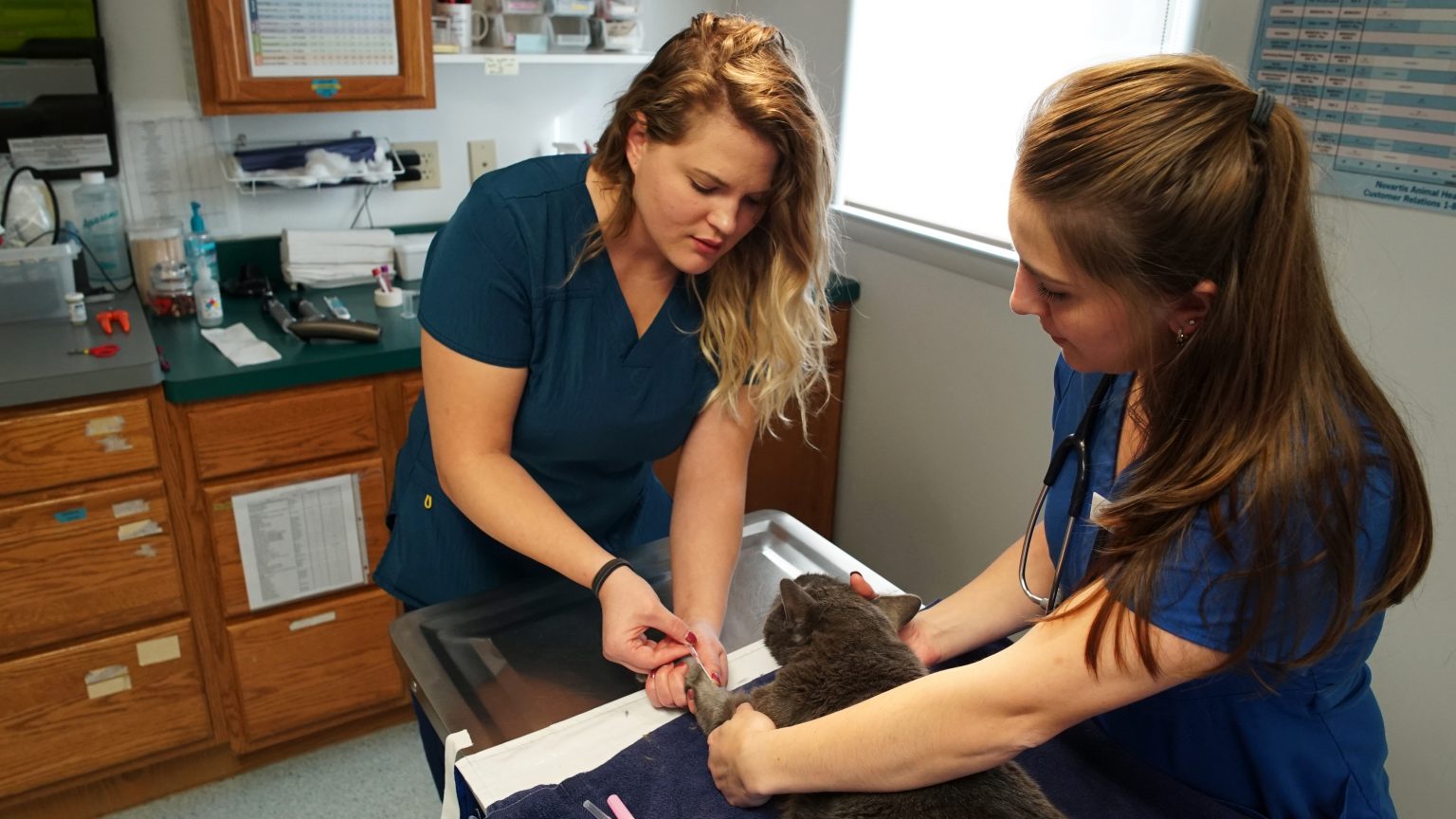 Veterinary Surgery in Allentown, PA West Valley Animal Hospital